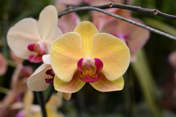 phalaenopsis hybrid