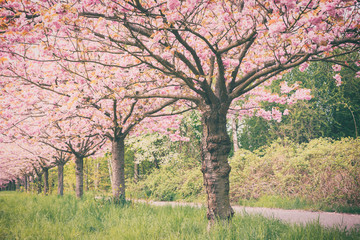 Fototapeta na wymiar Japanische Kirschbäume in voller Blüte im Frühlin am Berliner Mauerweg in Lichterfelde.
