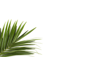 palm frond isolated on white