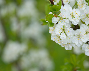 spring blossoms
