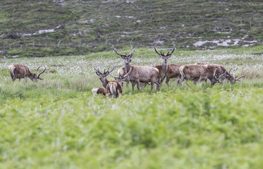 Herd of deers in wet meadow