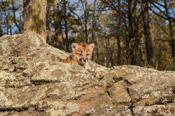 Female Cougar Kitten (Puma concolor) Looks Out
