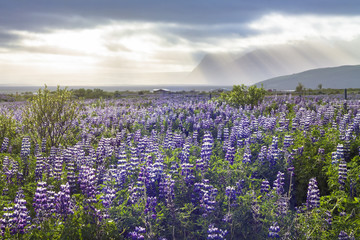 Wild nature landscape of South Iceland, flowers and dramatic clouds