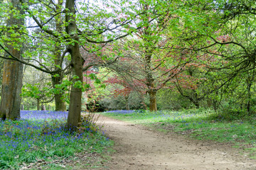 Bluebells in Full Bloom