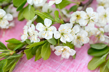 Obraz na płótnie Canvas spring blossoms on wooden table