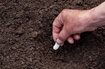 Male hand planting seeds in the ground