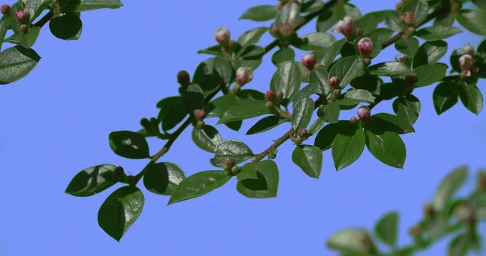 Branch Decorative Shrub Green Glossy Leaves Pink Flower Buds on Blue Screen Branch is Swaying Fluttering at the Wind Sunny Summer or Spring Day Outdoors