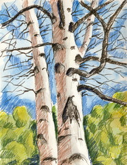 Sketch of two trees together
