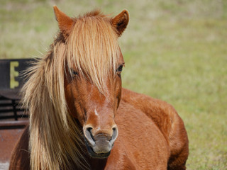 Obraz premium Assateague Pony-Up Close & Personal-Assateague National Seashore