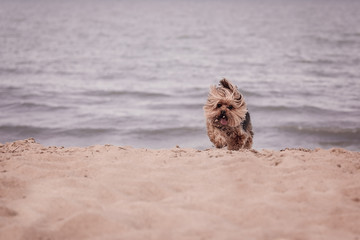 York dog playing on the beach.