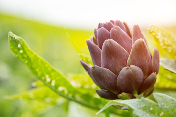 Artichoke plant with purple blossom