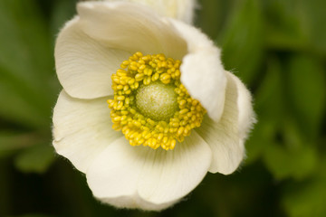 Obraz premium Snowdrop anemone Anemone sylvestris