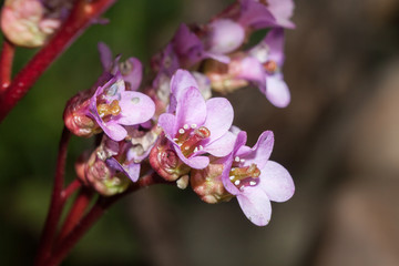 Obraz premium Elephant's ears Bergenia cordifolia