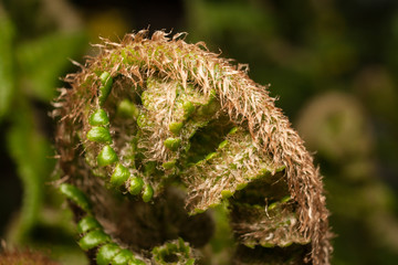 Young fern leaf