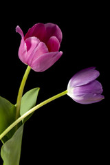 pink and violet tulips