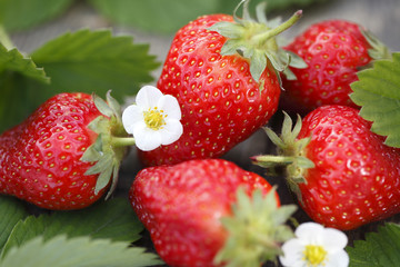 Organic strawberries with leaves and flowers