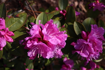 Beautiful pink Rhododendron tree blossoms
