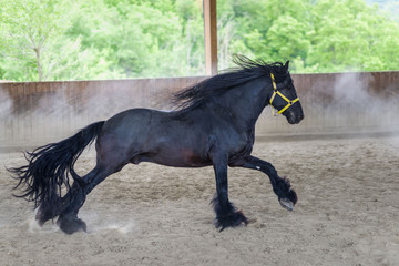 Black freisian Horse
