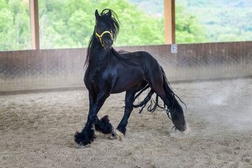Black freisian Horse