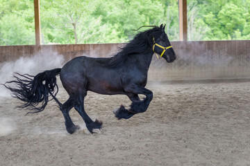 Black freisian Horse