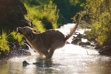 Retriever im Bach