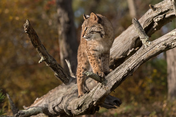 Fototapeta na wymiar Bobcat (Lynx rufus) in Branches