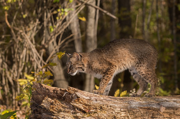 Bobcat (Lynx rufus) Stands on Log Looking Left