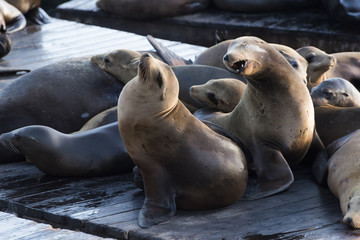 Sea Lions