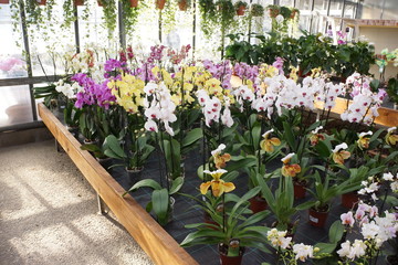 Fototapeta na wymiar Orchidee al garden center