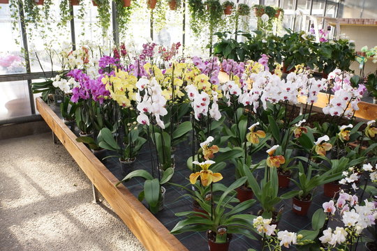 Orchidee al garden center