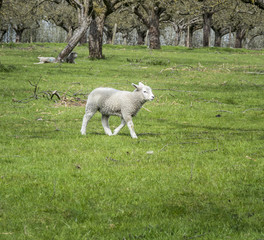 Obraz na płótnie Canvas Lamb in Field