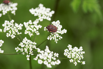 Red and black shield bug on white flower