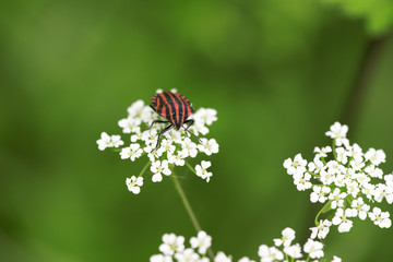 Red and black shield bug on white flower