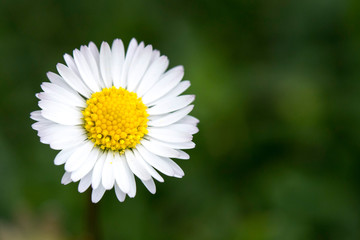 Obraz premium Daisy in green grass