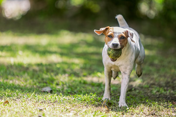 Jack Russell Terrier Running Towards The Camera 