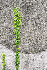 Ivy plant on the wall