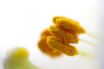 鉄砲ゆり　白い世界