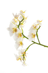stem of yellow and white orchids