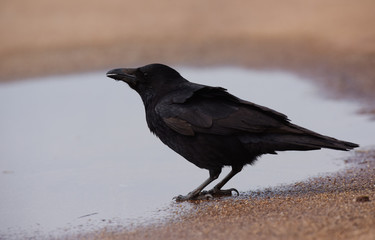 Carrion Crow, Corvus Corone