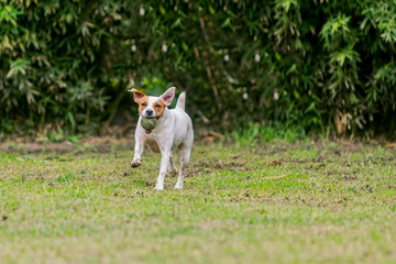 Fototapeta premium Parson Russell Terrier Female Dog Running 