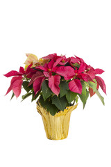 white and red leaf poinsettia plant