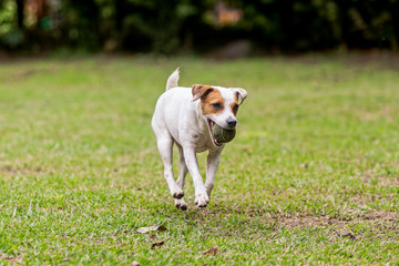 Jack Russell Terrier Purebred Dog