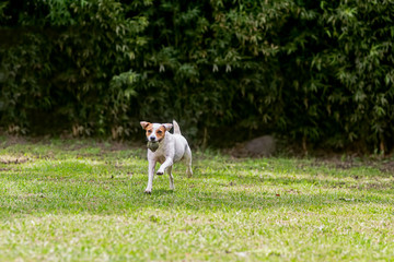 Naklejka na ściany i meble Adorable Funny Dog Jack Russell Terrier 
