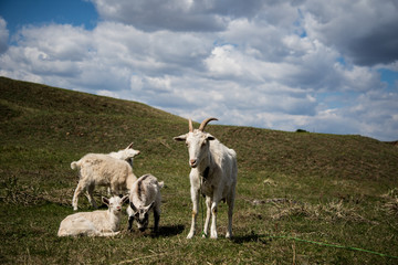 Obraz premium Козы на холме