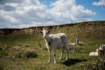 Obraz premium Коза на пастбище