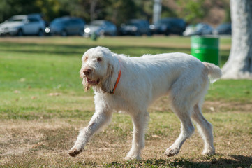 Large Italian Spinone walking across dog park.