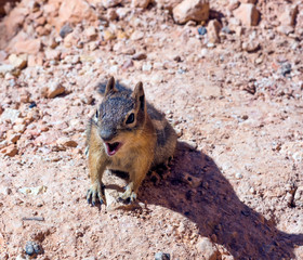 The golden-mantled ground squirrel (Callospermophilus lateralis) open mouth