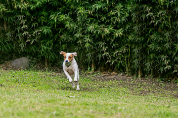 Happy Jack Russell Terrier Runs, Jumps And Plays