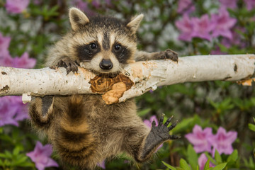 Baby Raccoon