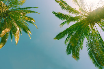 Fototapeta na wymiar Tropical palms against blue sky.